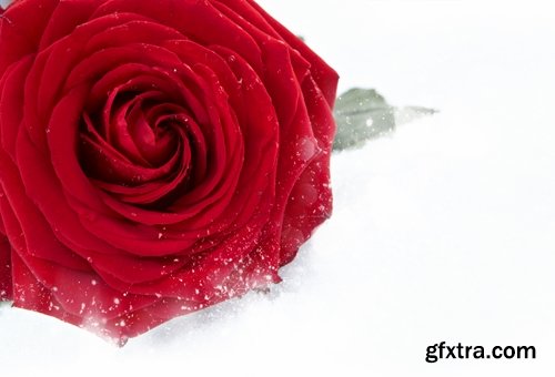 Images of roses in the snow 25 HQ Jpeg