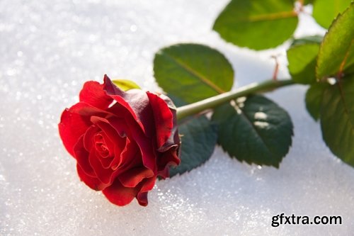 Images of roses in the snow 25 HQ Jpeg