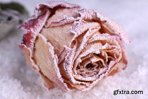 Images of roses in the snow 25 HQ Jpeg