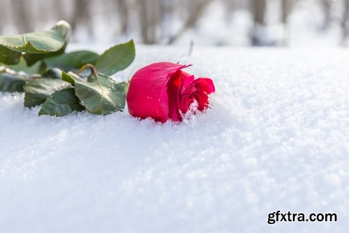 Images of roses in the snow 25 HQ Jpeg