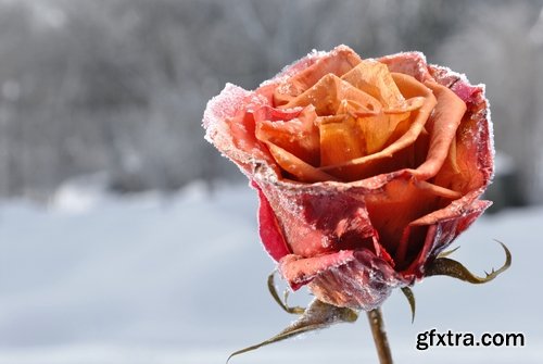 Images of roses in the snow 25 HQ Jpeg