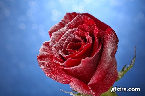 Images of roses in the snow 25 HQ Jpeg