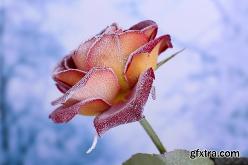 Images of roses in the snow 25 HQ Jpeg