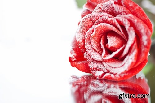 Images of roses in the snow 25 HQ Jpeg