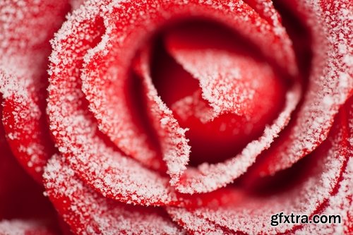 Images of roses in the snow 25 HQ Jpeg