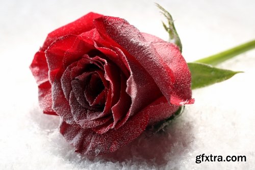 Images of roses in the snow 25 HQ Jpeg