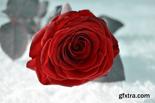 Images of roses in the snow 25 HQ Jpeg