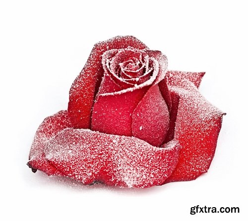 Images of roses in the snow 25 HQ Jpeg