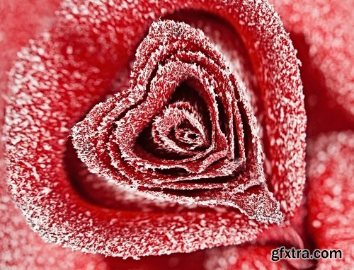 Images of roses in the snow 25 HQ Jpeg