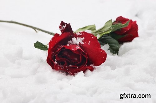 Images of roses in the snow 25 HQ Jpeg