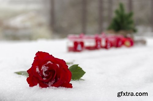 Images of roses in the snow 25 HQ Jpeg