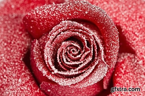 Images of roses in the snow 25 HQ Jpeg