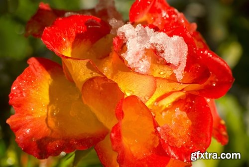 Images of roses in the snow 25 HQ Jpeg