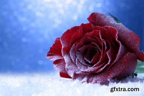 Images of roses in the snow 25 HQ Jpeg