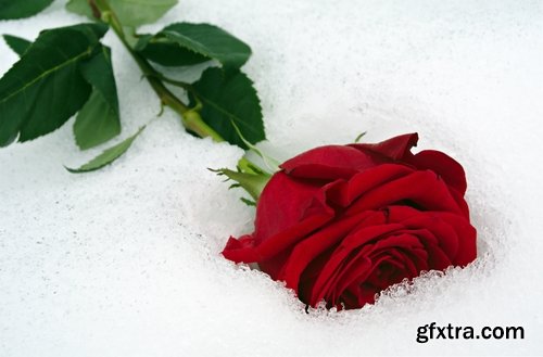 Images of roses in the snow 25 HQ Jpeg