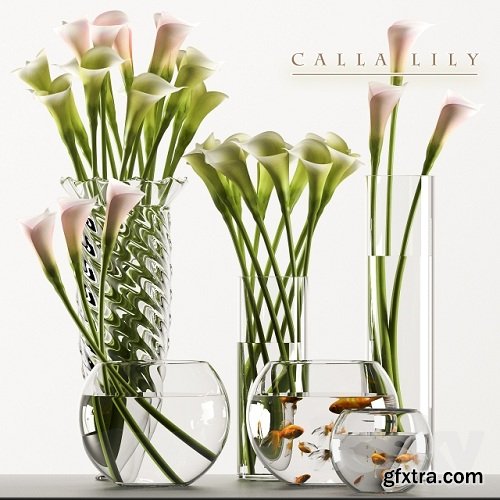 CALLA LILY 3