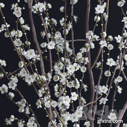 Prunus White Blossom