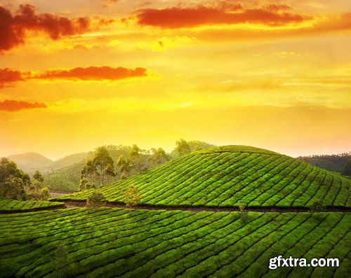 Tea Plantation & Green Fields with Workers 25xJPG