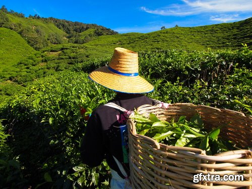 Tea Plantation & Green Fields with Workers 25xJPG