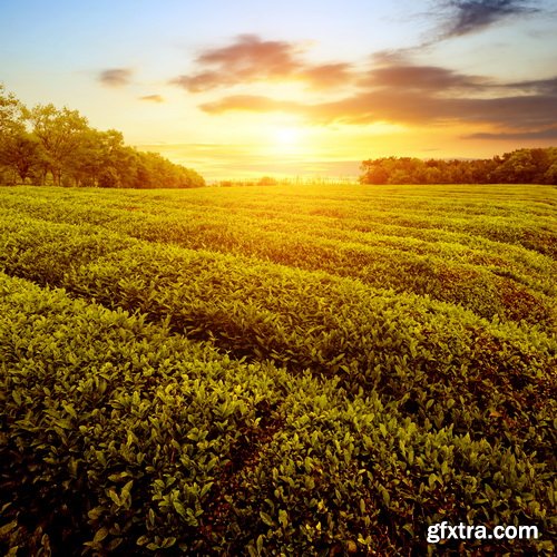 Tea Plantation & Green Fields with Workers 25xJPG