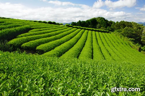 Tea Plantation & Green Fields with Workers 25xJPG