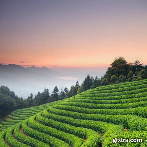 Tea Plantation & Green Fields with Workers 25xJPG