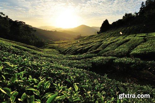 Tea Plantation & Green Fields with Workers 25xJPG