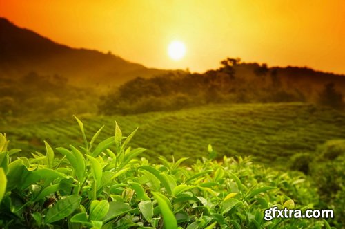 Tea Plantation & Green Fields with Workers 25xJPG