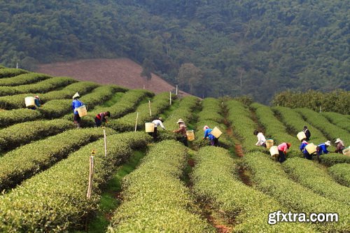 Tea Plantation & Green Fields with Workers 25xJPG