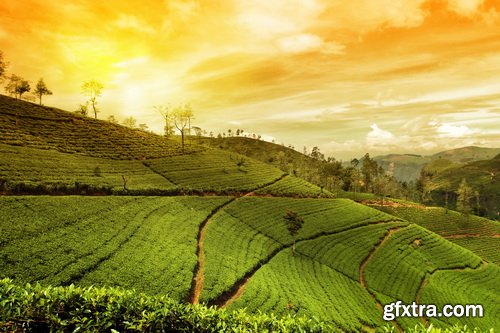 Tea Plantation & Green Fields with Workers 25xJPG