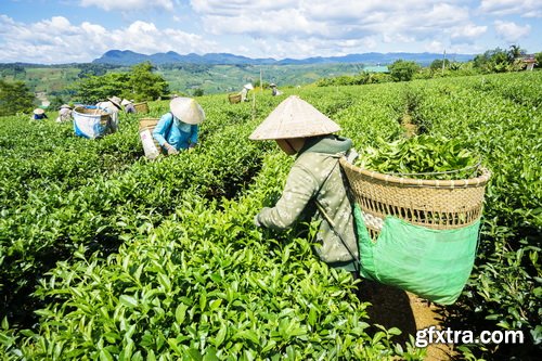 Tea Plantation & Green Fields with Workers 25xJPG