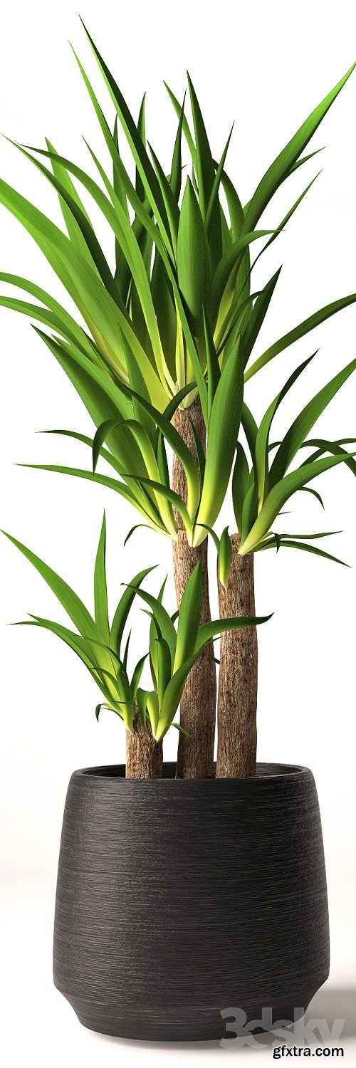 Yucca plant