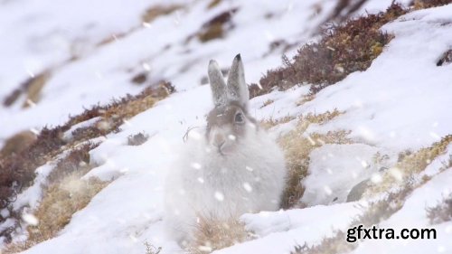 Videohive Snowstorm Transitions 18839548