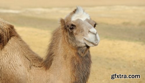 Camel caravan traveler Tuareg desert dune sand barchan 25 HQ Jpeg