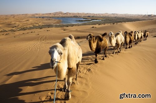 Camel caravan traveler Tuareg desert dune sand barchan 25 HQ Jpeg