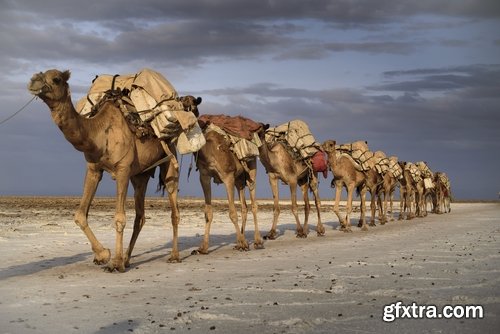 Camel caravan traveler Tuareg desert dune sand barchan 25 HQ Jpeg