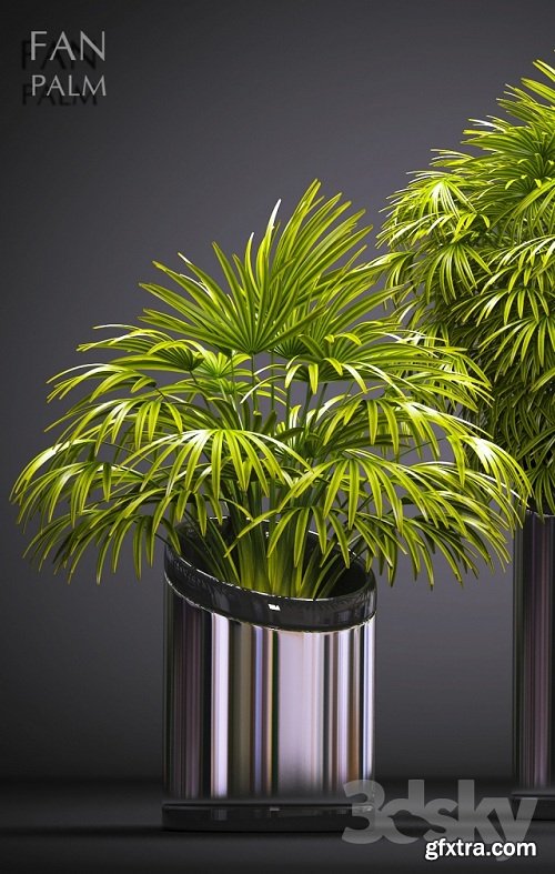 FAN PALM 53 3d Model