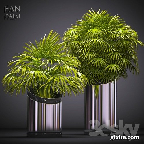 FAN PALM 53 3d Model