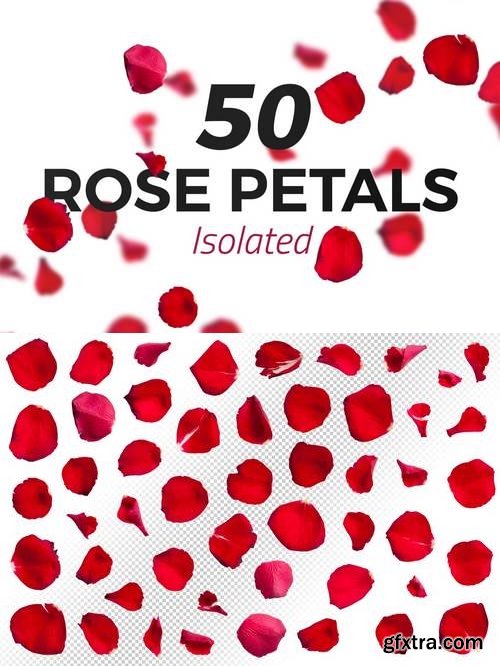 50 Isolated Red Rose Petals