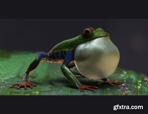 Amazon Tree Frogs and Tadpole