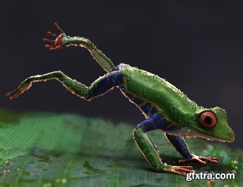 Amazon Tree Frogs and Tadpole