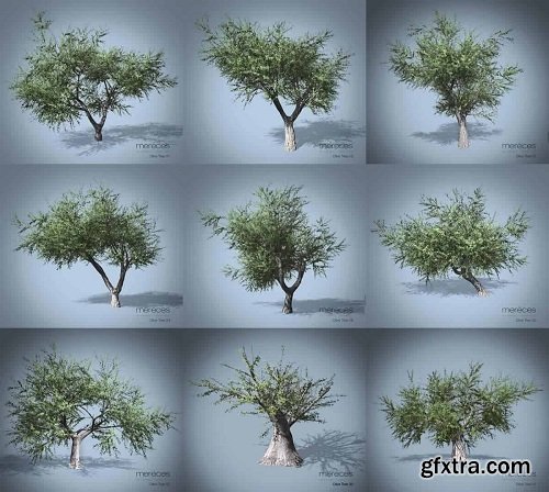 Olive Trees 3d Models