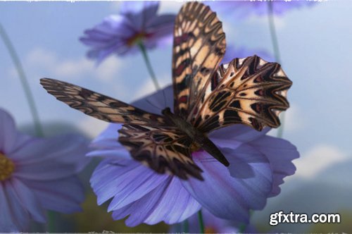 3D Insect Fauna Flutter of Butterflies