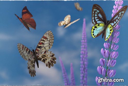 3D Insect Fauna Flutter of Butterflies