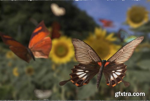 3D Insect Fauna Flutter of Butterflies