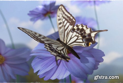 3D Insect Fauna Flutter of Butterflies