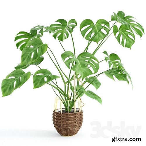 Monstera Plant 3d Model