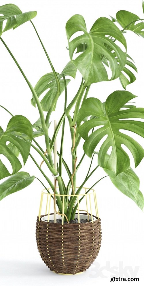 Monstera Plant 3d Model