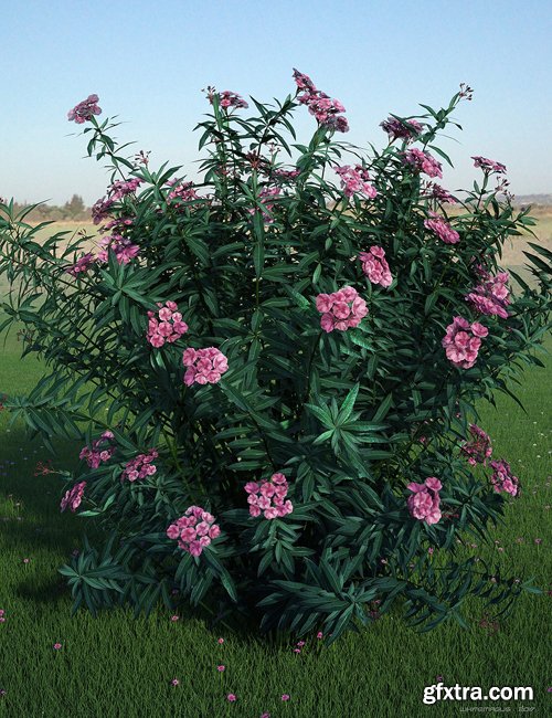 Nerium Oleander