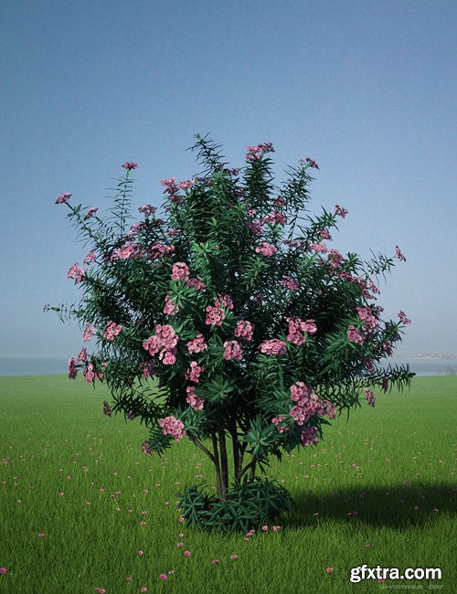 Nerium Oleander